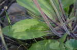 Virginia plantain